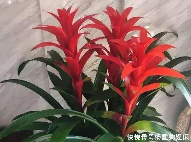 4种花养家里,旺运又招财,财源滚滚,养在阳台极美了