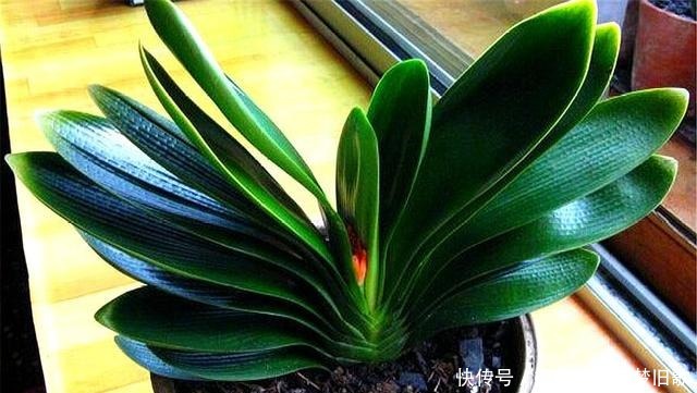 春天养君子兰,做好“2个多”,叶片整齐,肥厚油绿,来年开爆盆