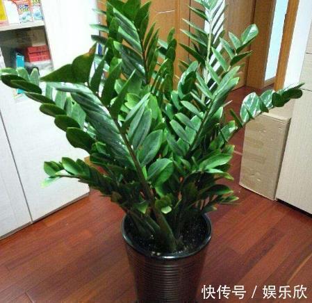 平安树别养了,往客厅养“此种树”,既好看,又招财运,值得养!