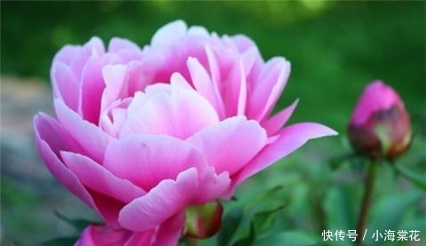 施肥|牡丹的6个养护方法,花开艳压群芳!