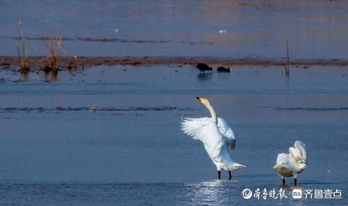 湖上芭蕾！济南黄河北沉砂池上演天鹅湖，舞姿轻盈优雅