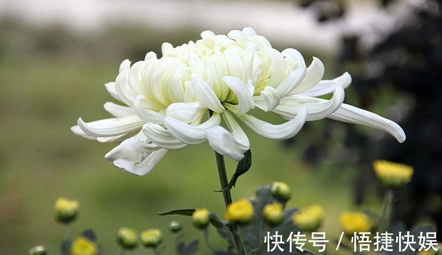 菊花花苞总太少掌握这三点,花芽呼呼的往外冒,菊花轻松爆满盆