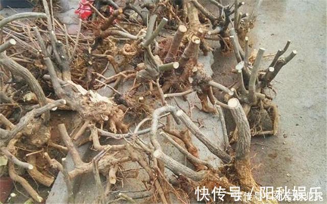 制作高价值的盆景,炼根是关键,看看怎么炼