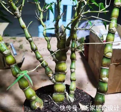 这“胖竹子”真奇特，既有竹的风骨与品格，还胖起来真好看！