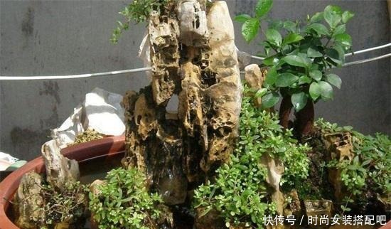 什么是盆景盆景制作方法!