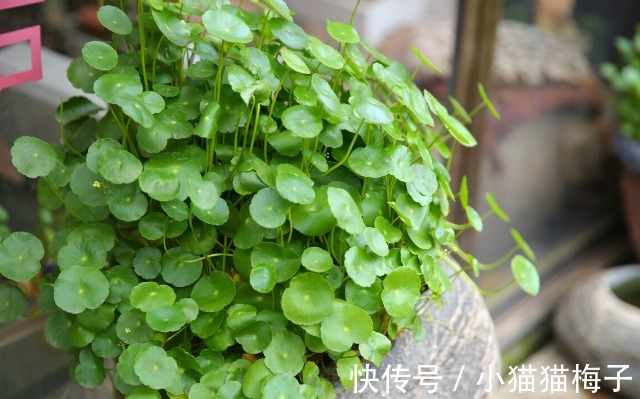 益母草|66种野菜大图片,带你见识不同的野菜和吃法,你想要的野菜这里有