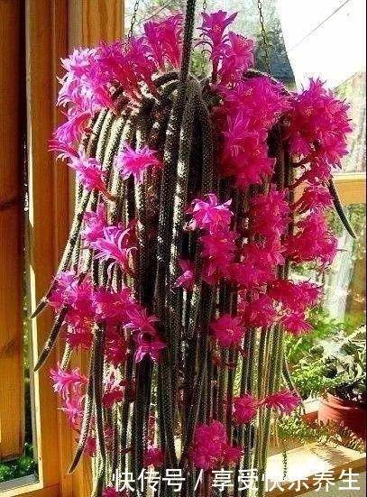 8种镇宅花,窗户边养一棵,霸气又镇宅!