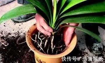 花盆|什么淘米水、柳树枝,都不如花盆撒把它,君子兰“打鸡血”猛开花