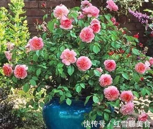 棒棒糖|3种木质花卉，开花漂亮花期超长，越养越漂亮，是盆栽佳品！