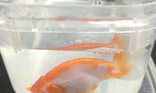 金鱼生籽还是是小鱼