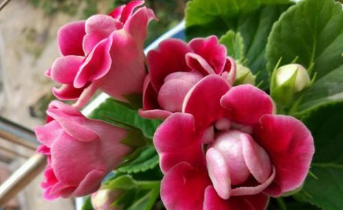 此“花”艳丽富贵,花期长达半年,耐阴好养,1朵开20天不谢