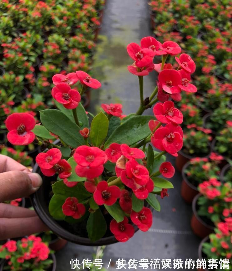 3种“养不死”的花，适合新手，不只是好养，关键很漂亮