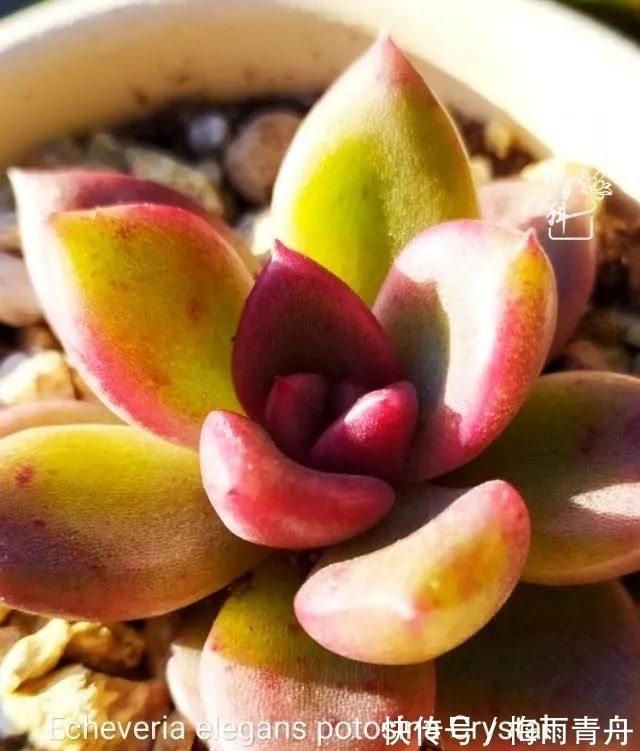 爱上多肉:何须浅碧轻红,自是花中一流!