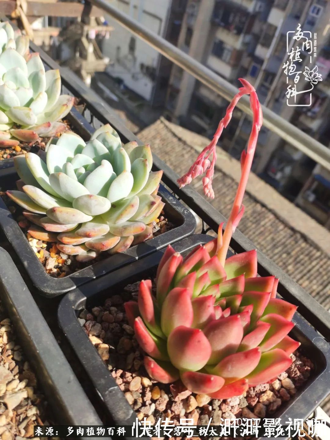 长势|为提升免疫力而养多肉植物,养肉后,体弱的我身体越来越好!