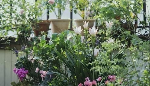 客厅2个地方，千万别养花，不能忽视，养了也尽快搬走