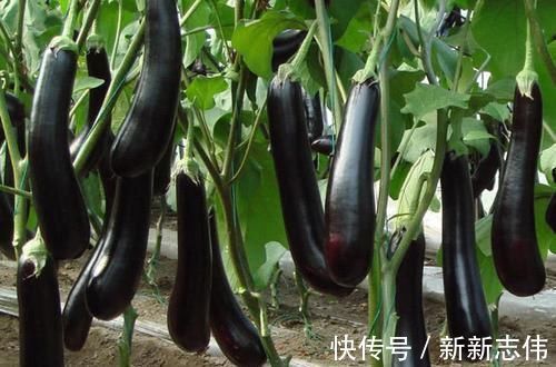 高血压|血压高别总吃药,多吃这6天然“降压”食物,血压会慢慢平稳!