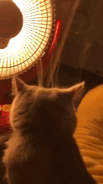 |搞笑GIF段子:大哥教你怎么样两口吃下一个鸡腿,这个操作真是太溜了