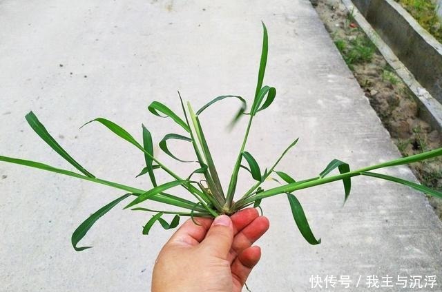 路边常见的牛筋草，生命力旺盛又结实，不能小瞧作用多