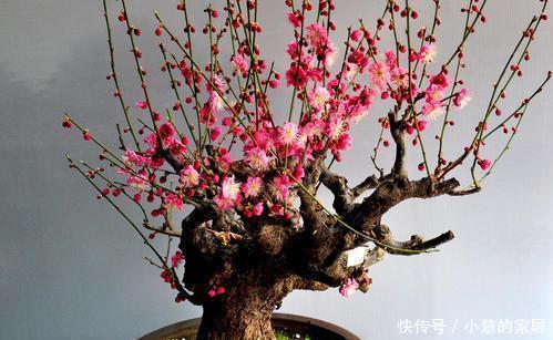 家里养5种花,越养越好看,适合新手,是盆栽佳品!