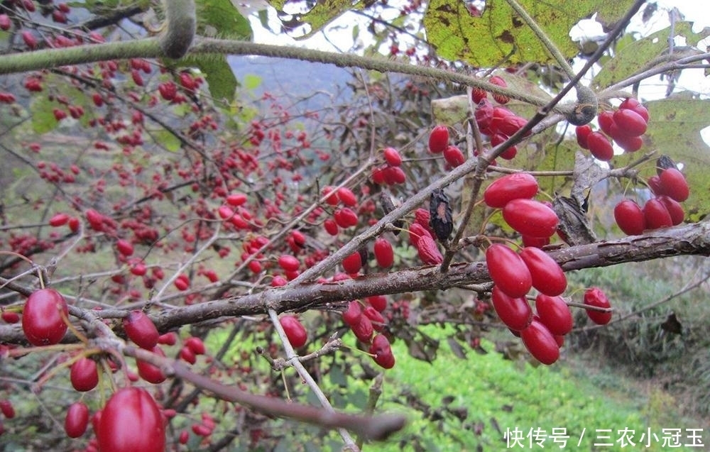 曾是古代的辣椒,如今落一地没人捡,殊不知晒干40元一斤,别浪费