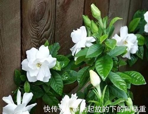 花卉|大爷种栀子花，从不施肥，一些“垃圾”全扔盆里，最后花开十几朵