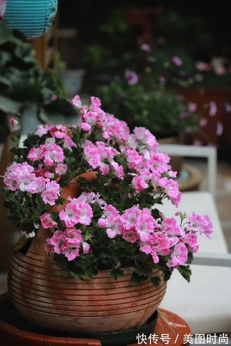 薇月|四年前,接手了朋友带120㎡院子的房子,打造成花园后朋友羡慕了