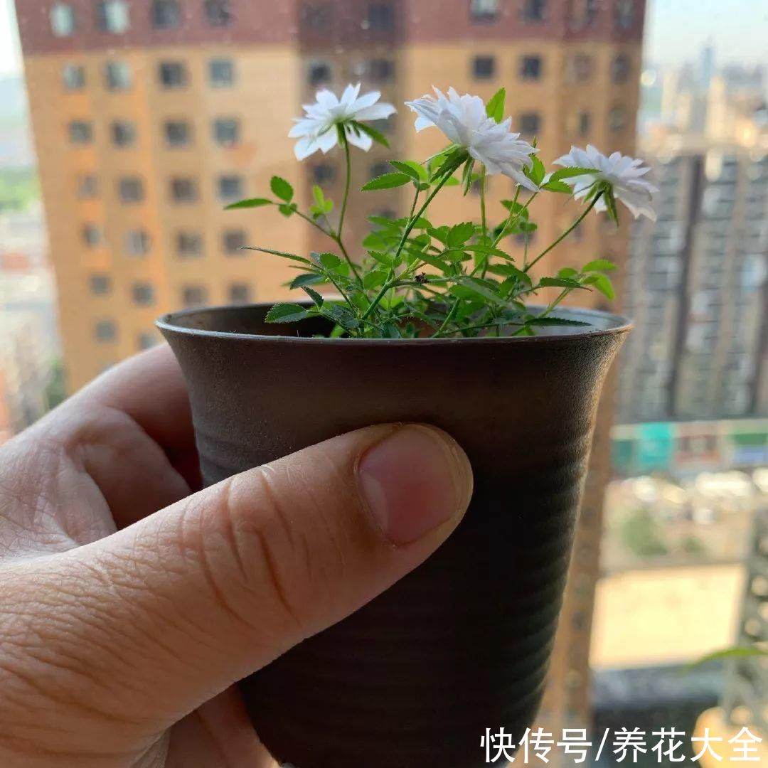  长不大的3种花，株形只有巴掌大，观赏性却非常高