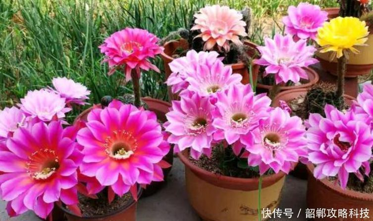 新手|“4种花”最好养,半月浇水一次,花开压弯枝头,适合新手养