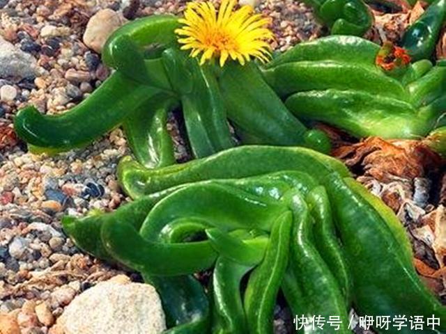 鹿沼土|叶片像舌头一样的多肉，不需要控制株形，生长越快开花越多