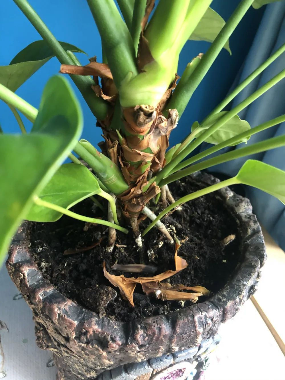 红掌和火鹤花是同一种植物花朵为啥会变绿，如何让它复花