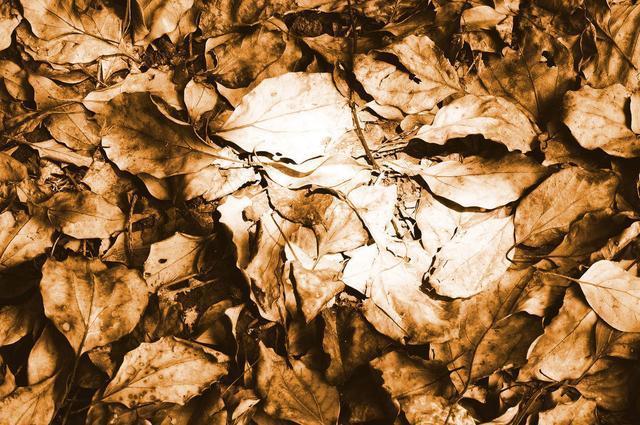 养花有“门道”，简单实用花长得好，茂盛不烂根开花一茬一茬！