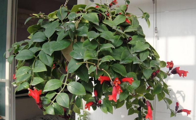 养花离不开肥料,园艺新人可这么自制,省钱又好使