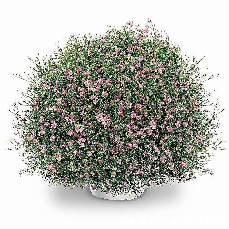 满天星,既是鲜切花,又是插花素材,种植易上手,容易开花爆盆