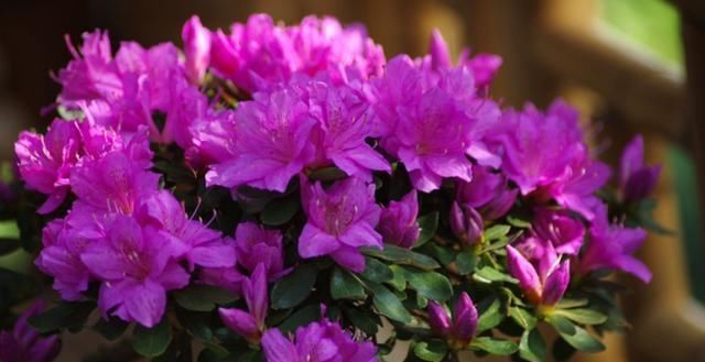 别人扔的花，我捡回家救活了，开花红红火火能旺家