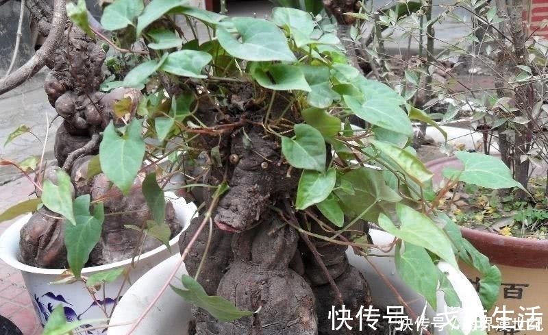 农村地区|根部是名贵的中药材,在农村地区很常见,深受老年人喜爱