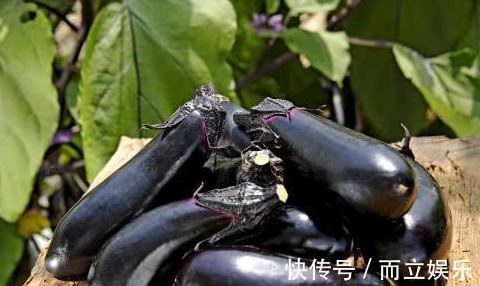 营养成分|茄子含有丰富的营养成分,但是以下两类人不能吃,会影响健康