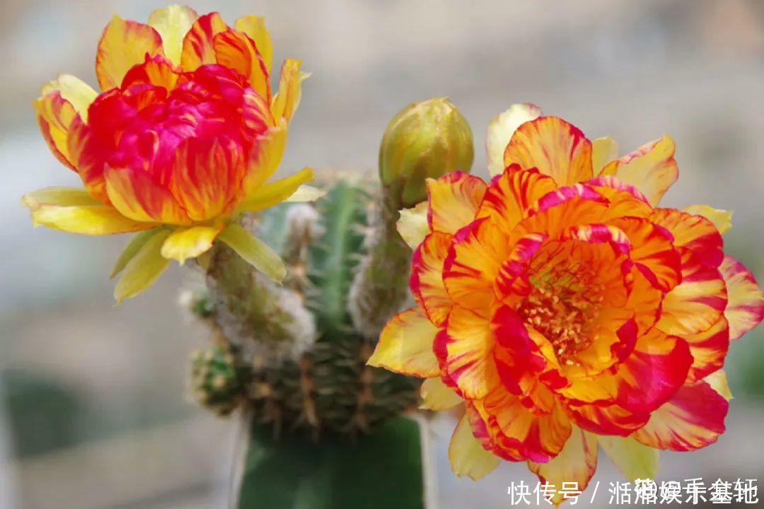 大爷家荷花种在花盆里，1次开花20朵，比巴掌还大！