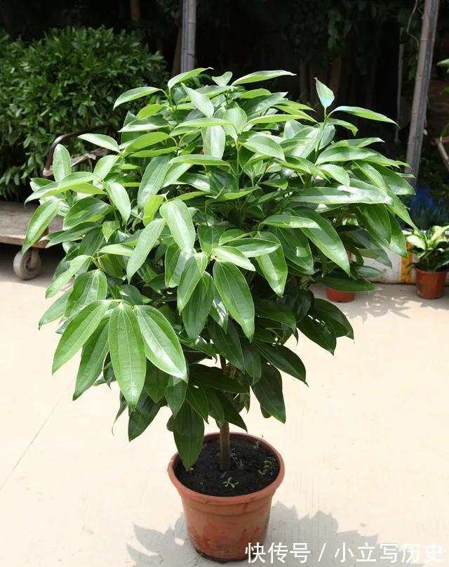 4种吉利花，养在家里很适合，花美人也顺，你喜欢哪一种呢