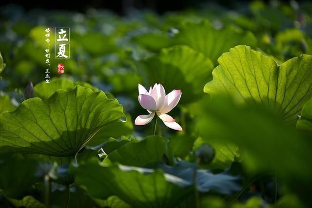 立夏将至，俗语“立夏见夏”啥意思，立夏夏至有啥不同答案来了