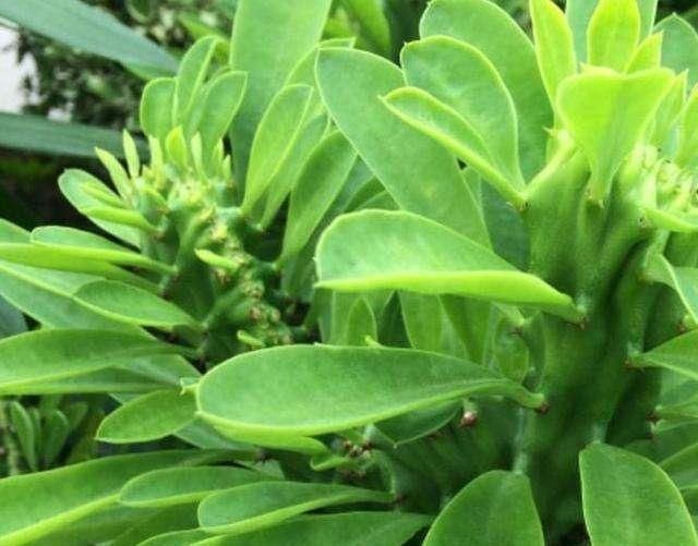 门口养了一棵“气派花”,生命力强很养眼,寓意好能镇宅