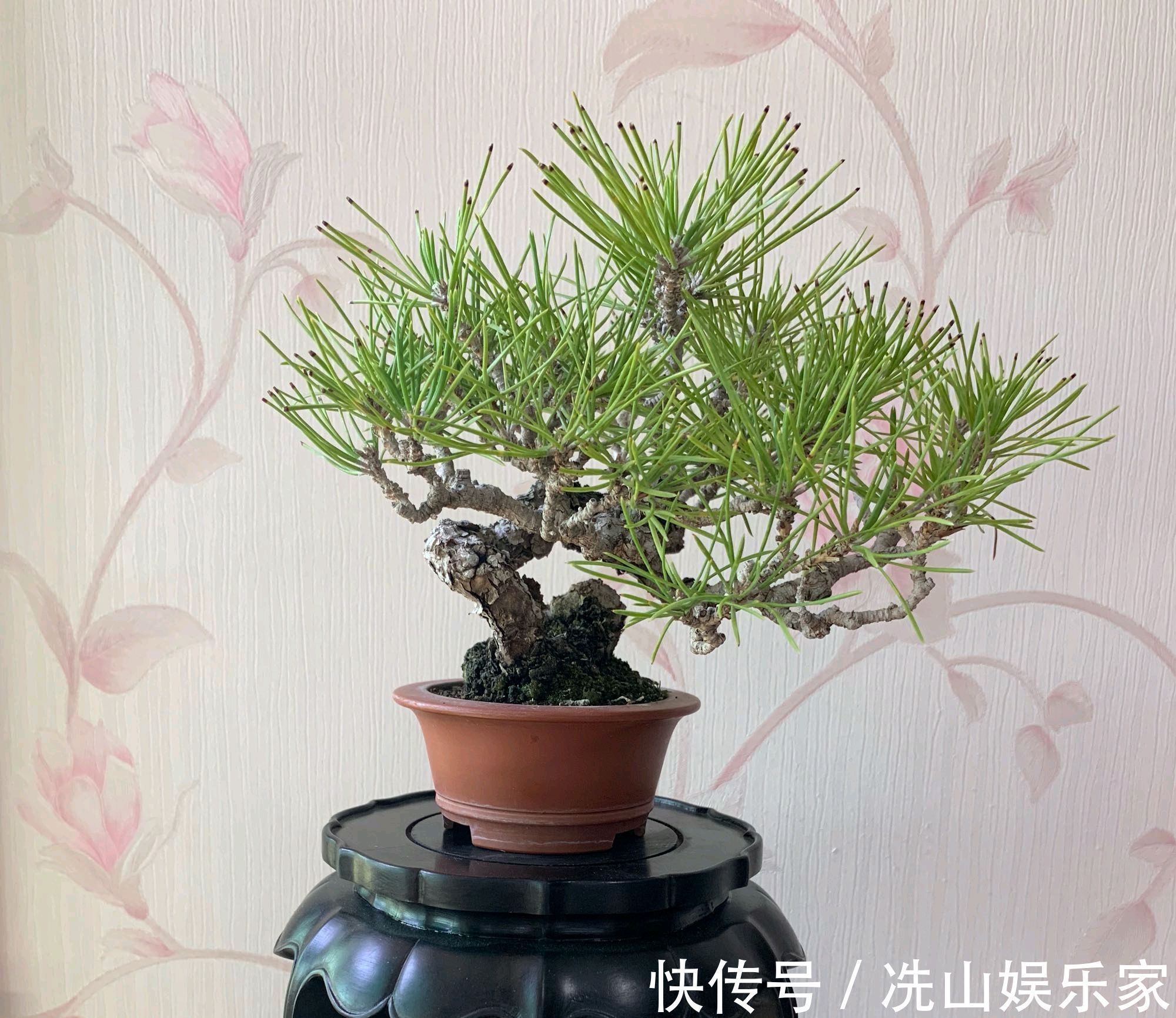 黑松盆景蓄枝让枝条快速增粗的方法摇动枝条增粗法，想多粗都行