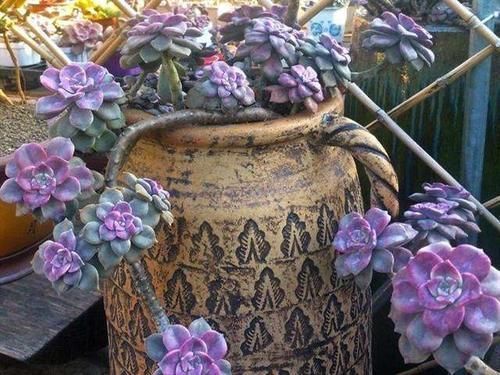 3种“零差评”的多肉植物，新手、老手都喜欢，养成老桩更好看