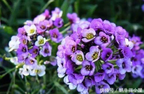 4种花生命力超顽强的,埋土里就活,开花漂亮花期长