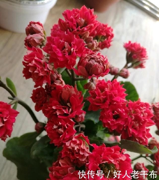 养长寿花，经常掐一掐，花朵一长就是一大团