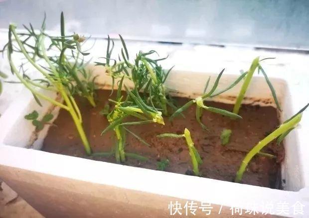 太阳花|这花枝条剁8段,沾土就能活,3天生根7天开花!