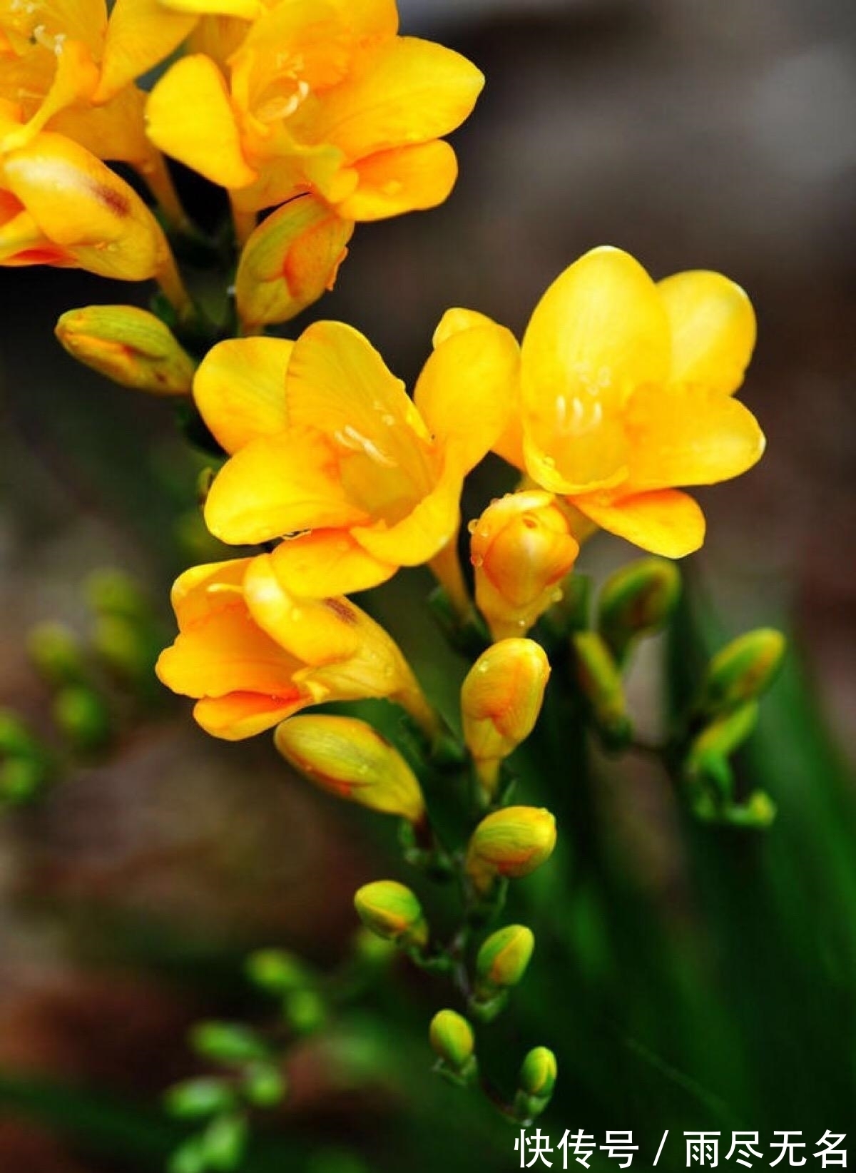 这几种花冬天开爆盆,但一般人家养得不多,现在养正开花,很漂亮