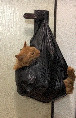 |搞笑GIF趣图：说实话，这钢琴真不错！有谁知道是什么牌子的？