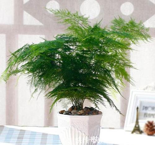 居家养花，推荐这8种，耐阴又好养，是家庭盆栽佳品！