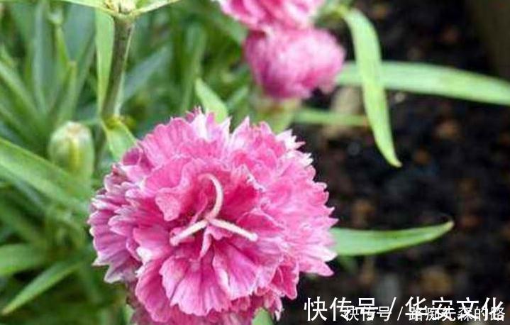 修复胃黏膜|胃不好的人,经常用此食物泡水喝,修复胃黏膜,预防胃癌