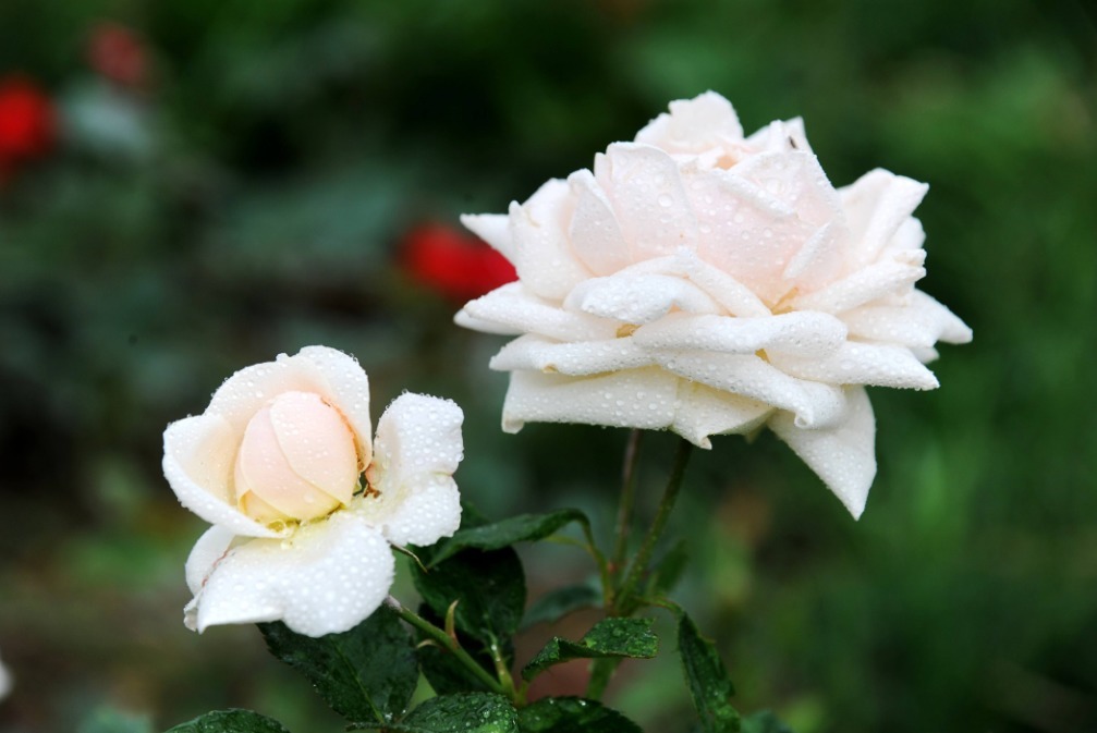 月季想插好,两点要做到,快速生根易成活,新芽多多开爆盆